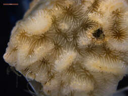 Image of lettuce coral