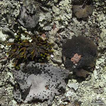 Image of navel lichen