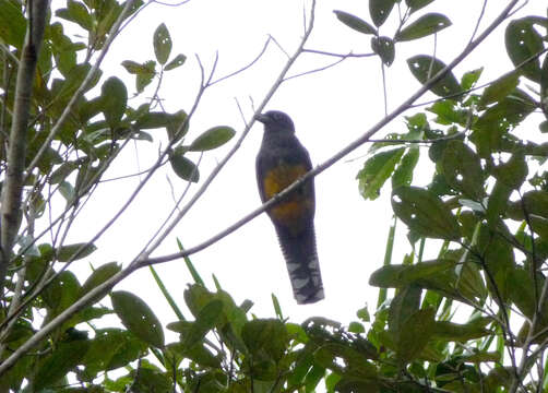 Image of Amazonian White-tailed Trogon