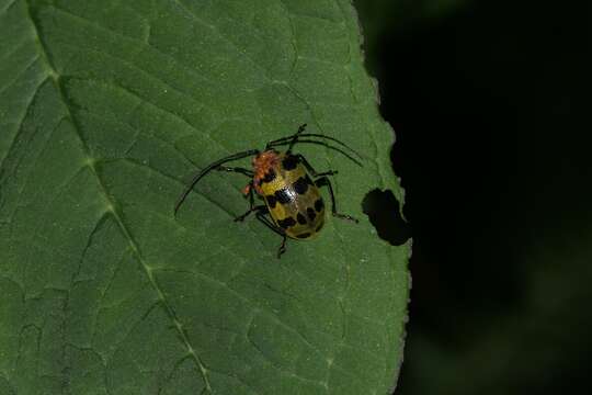 Image of <i>Meristata quadrifasciata</i>