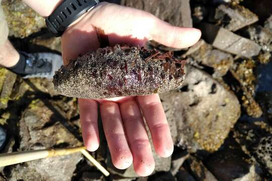 Image of white spot cucumber