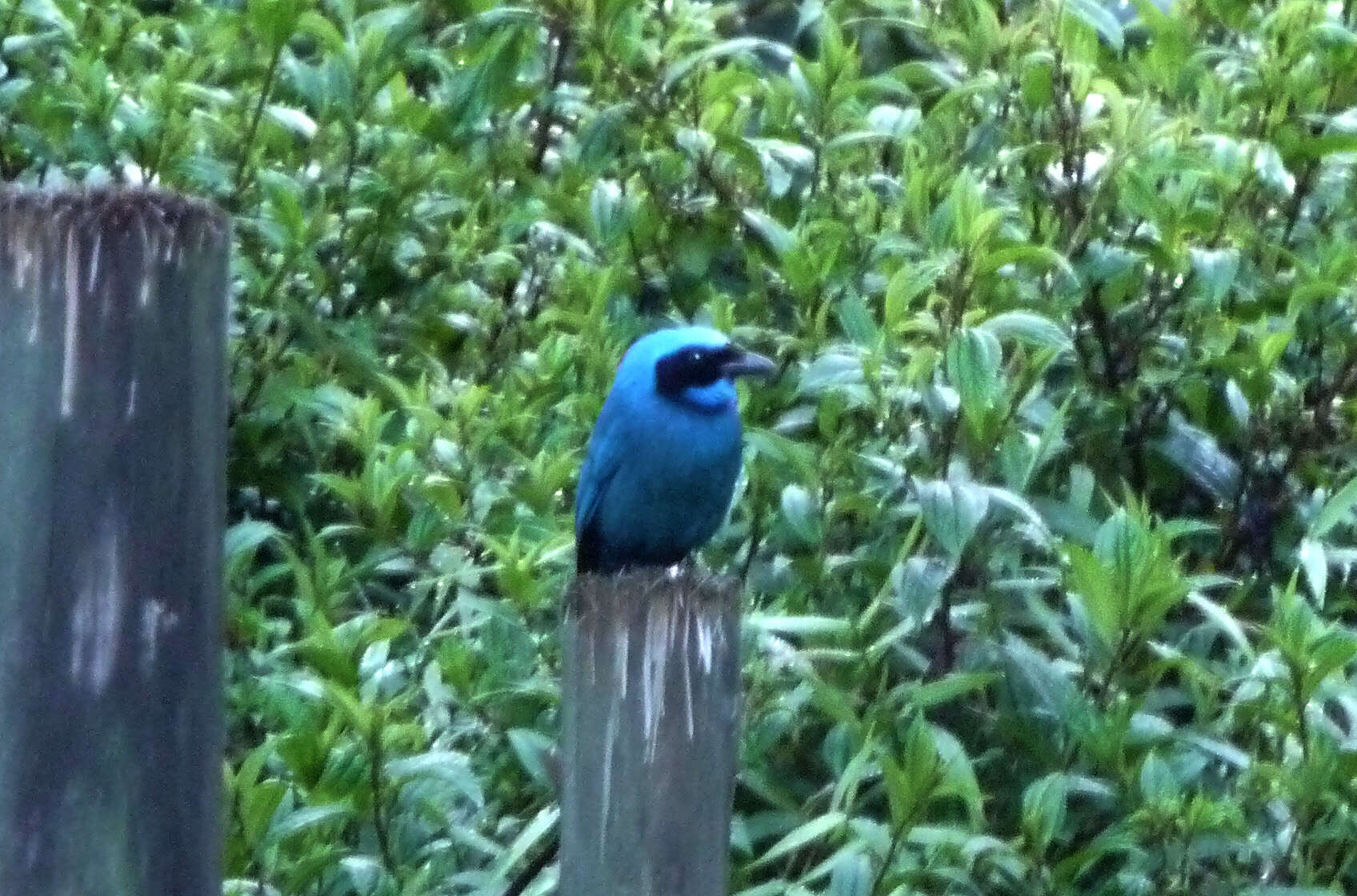 Image of Turquoise Jay