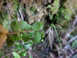 Sivun Gaultheria antipoda Forst. fil. kuva