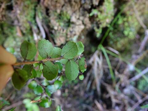 Image of Gaultheria antipoda Forst. fil.