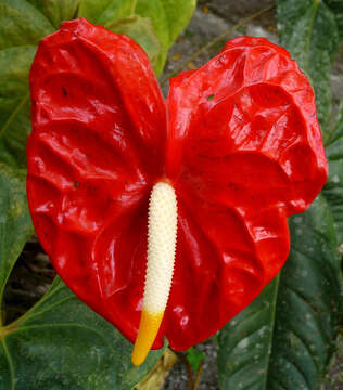 Image de Anthurium andraeanum Linden ex André