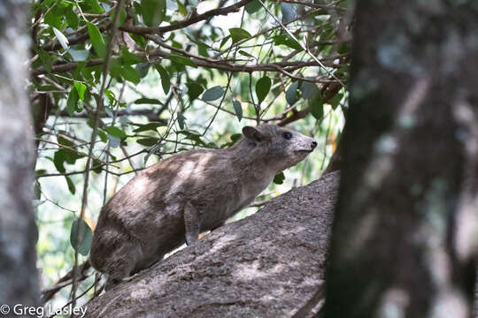 Image of Bush Hyrax