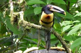 Image of Pale-billed Araçari