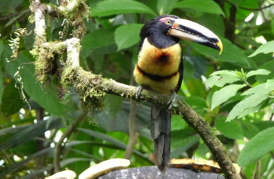 Image of Pale-billed Araçari