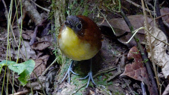 Image of Yellow-breasted Antpitta