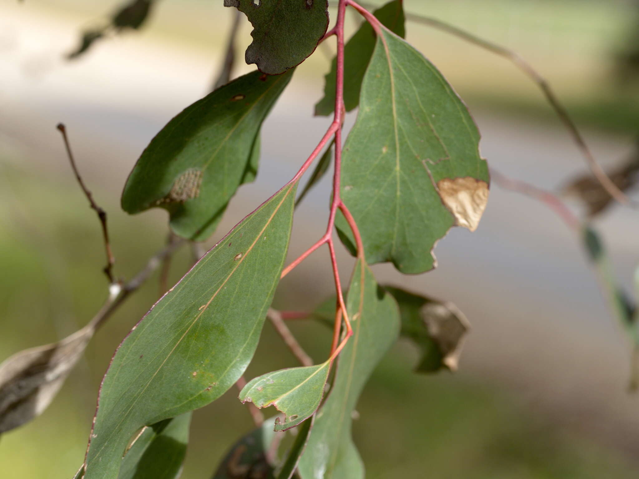 Слика од Eucalyptus yarraensis Maiden & Cambage