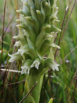 Image of Skeptrostachys paraguayensis (Rchb. fil.) Garay