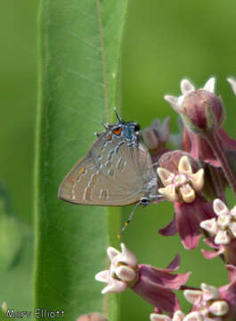 Image of Banded Hairstreak