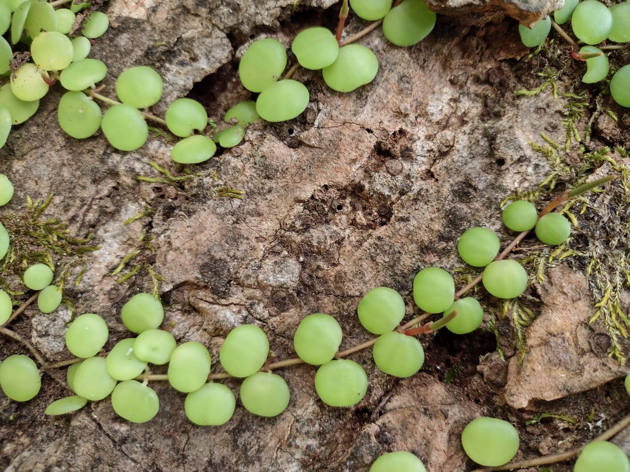 Image of Peperomia cyclophylla Miq.