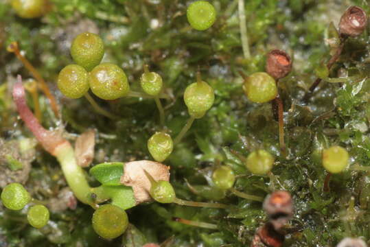 Image of Common Bladder Moss