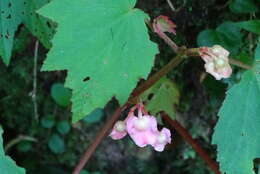 Image of Begonia palmata D. Don