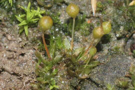 Image of Common Bladder Moss