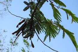 Image of Leucaena cuspidata Standl.