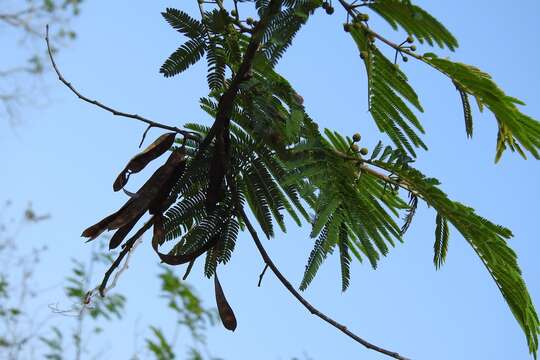 Plancia ëd Leucaena cuspidata Standl.