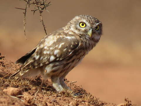 Imagem de Athene noctua glaux (Savigny 1809)