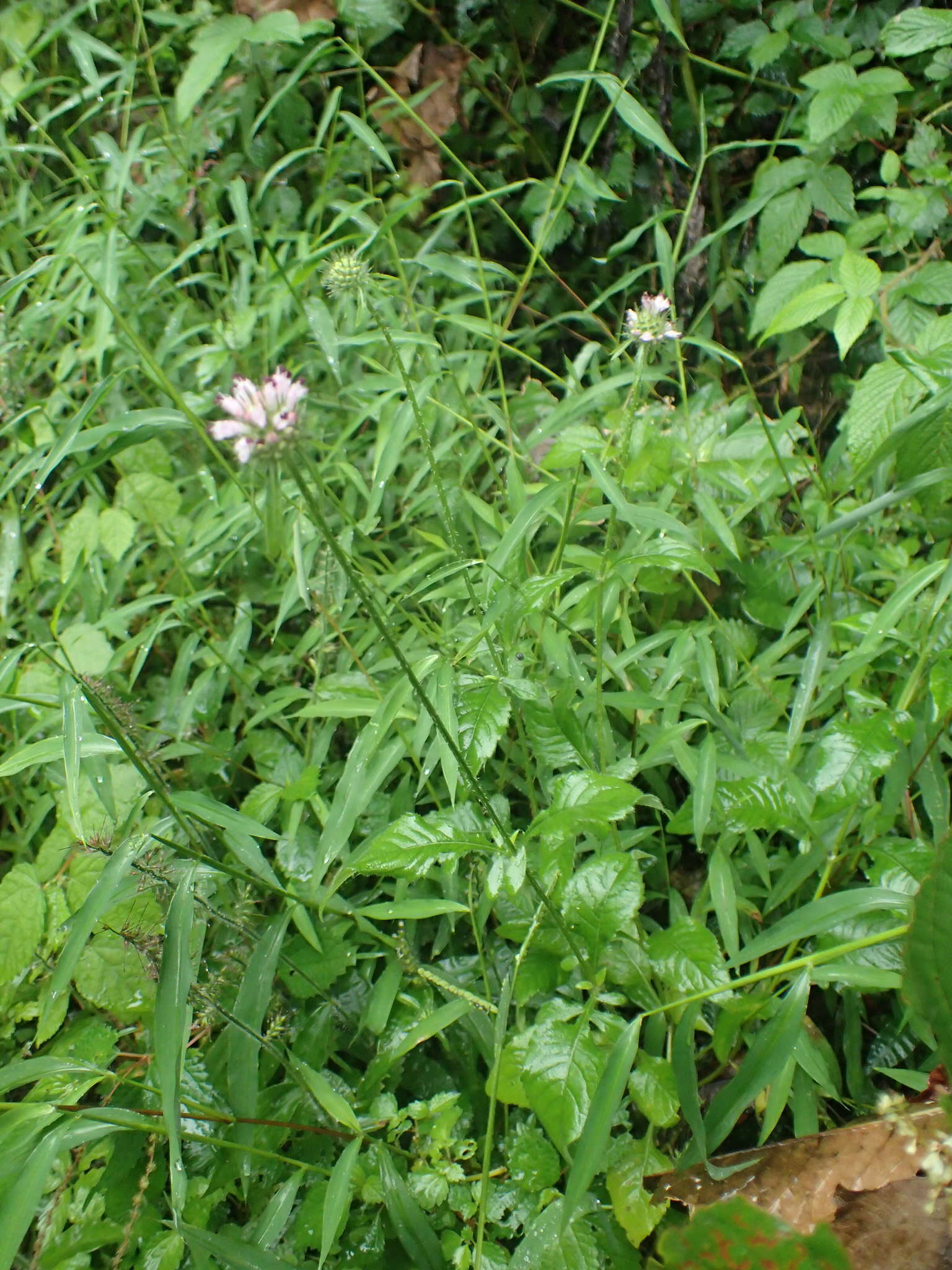 Image of Dipsacus japonicus Miq.