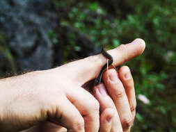 Image of Gaige's Pine Forest Snake