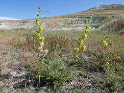 Image of Astragalus alopecuroides L.