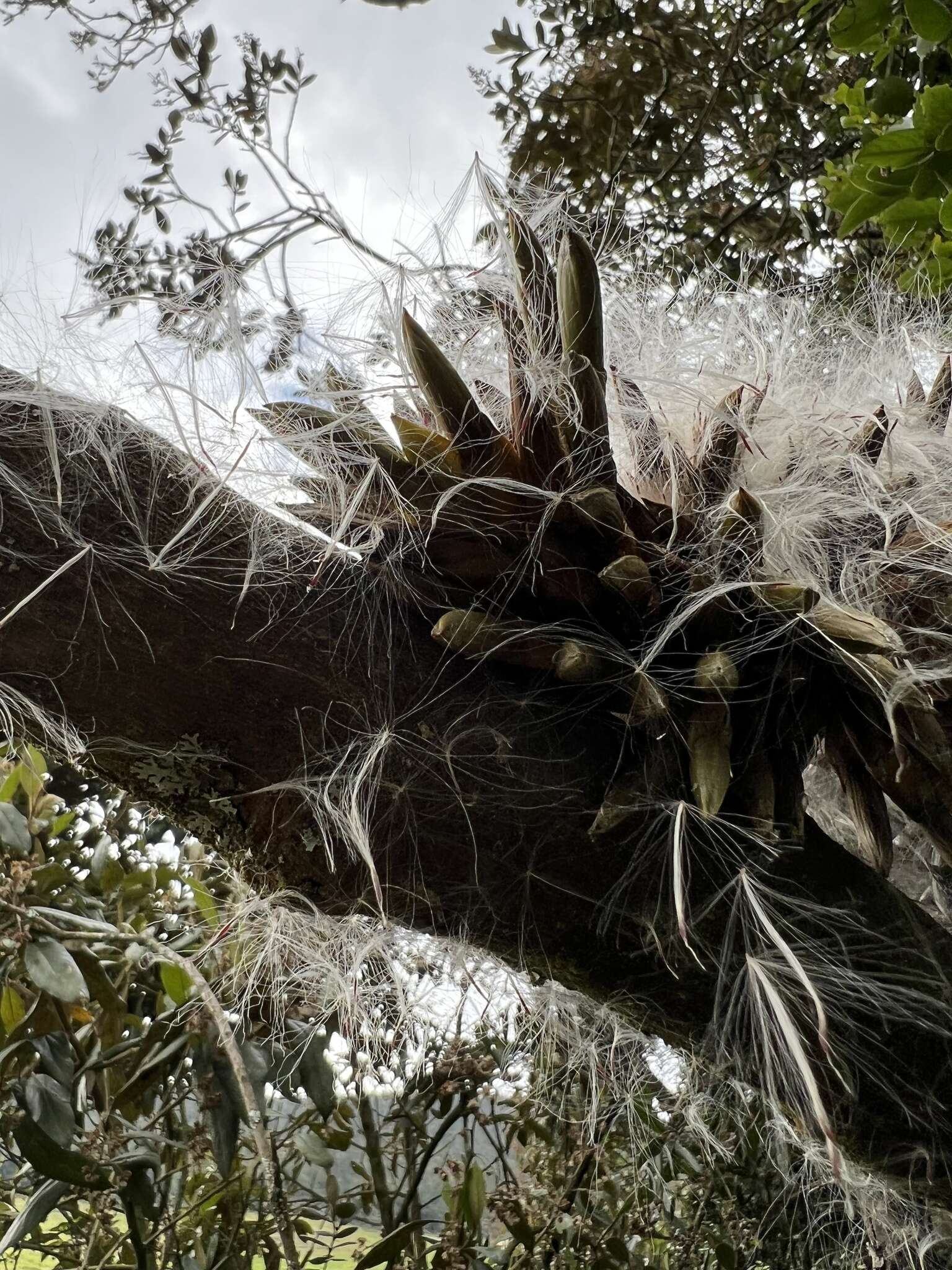 Imagem de Tillandsia pastensis André