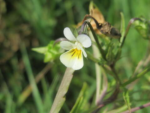 Слика од Viola arvensis Murray