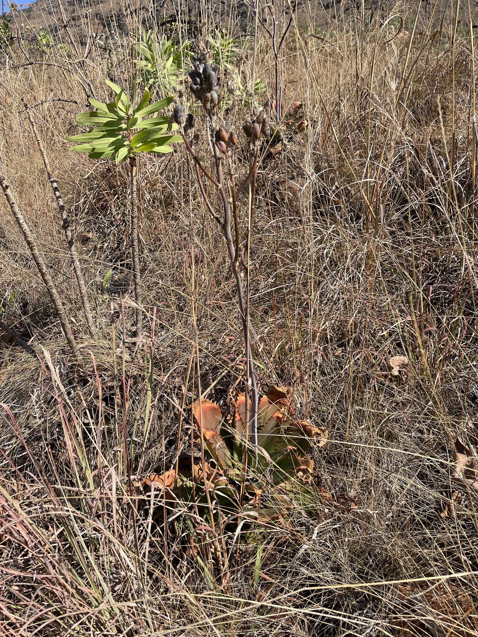 Image of Aloe affinis A. Berger