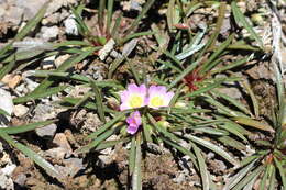 Image of Calandrinia colchaguensis Barn.