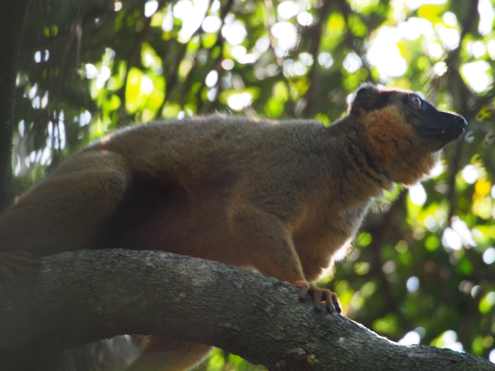 Image of Collared Brown Lemur