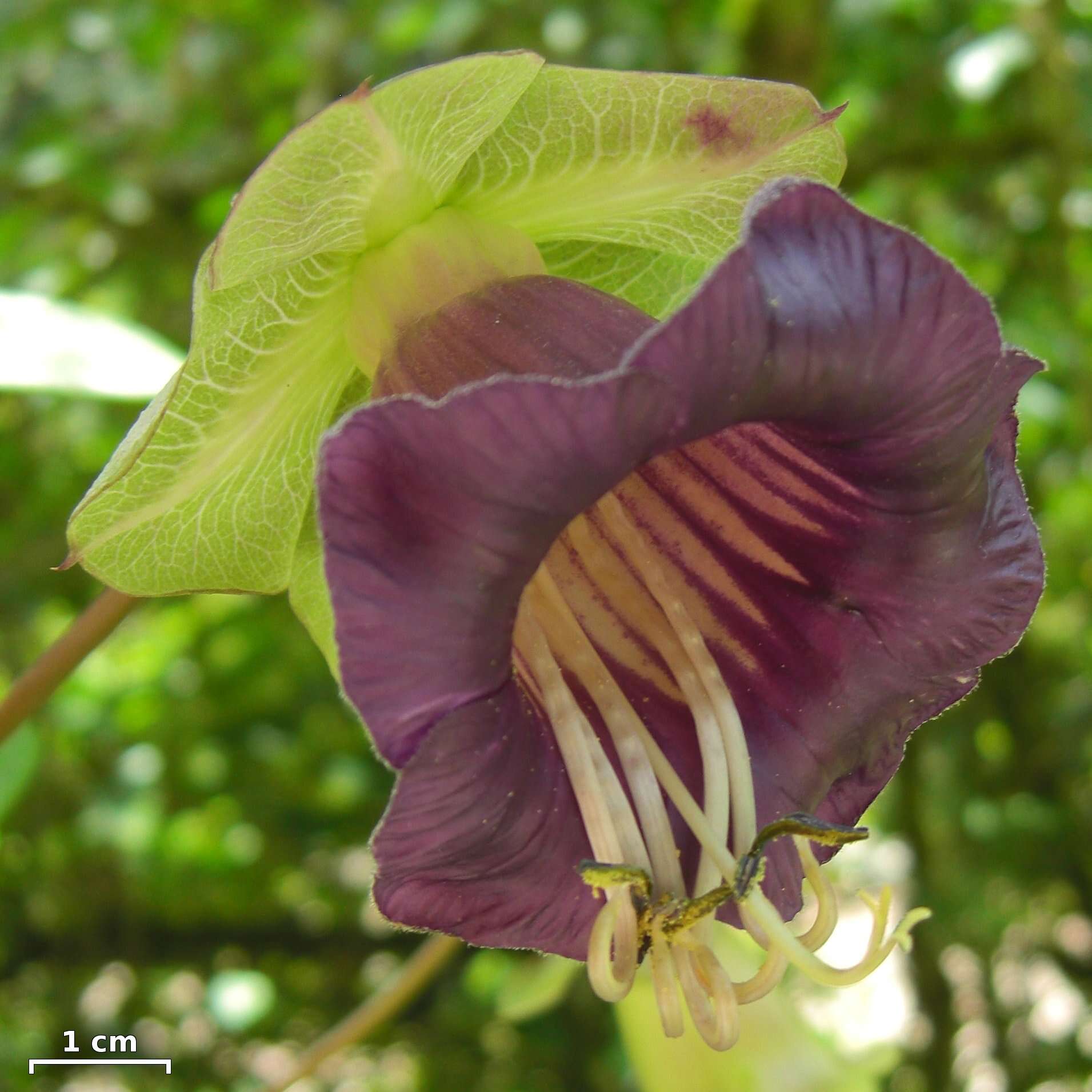 Imagem de Cobaea scandens Cav.