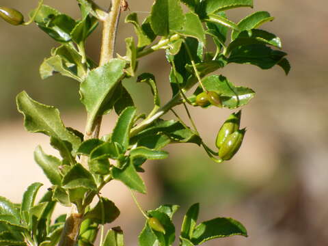 Image of Eremophila serrulata (A. DC.) Druce