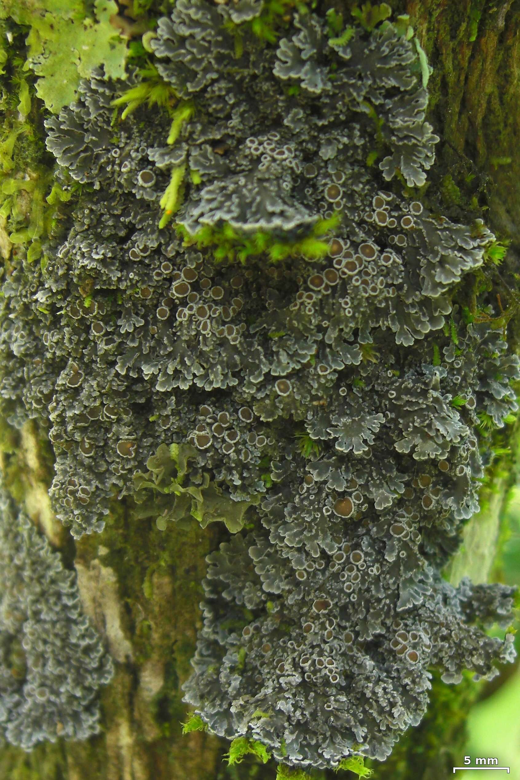 Image of degelia lichen