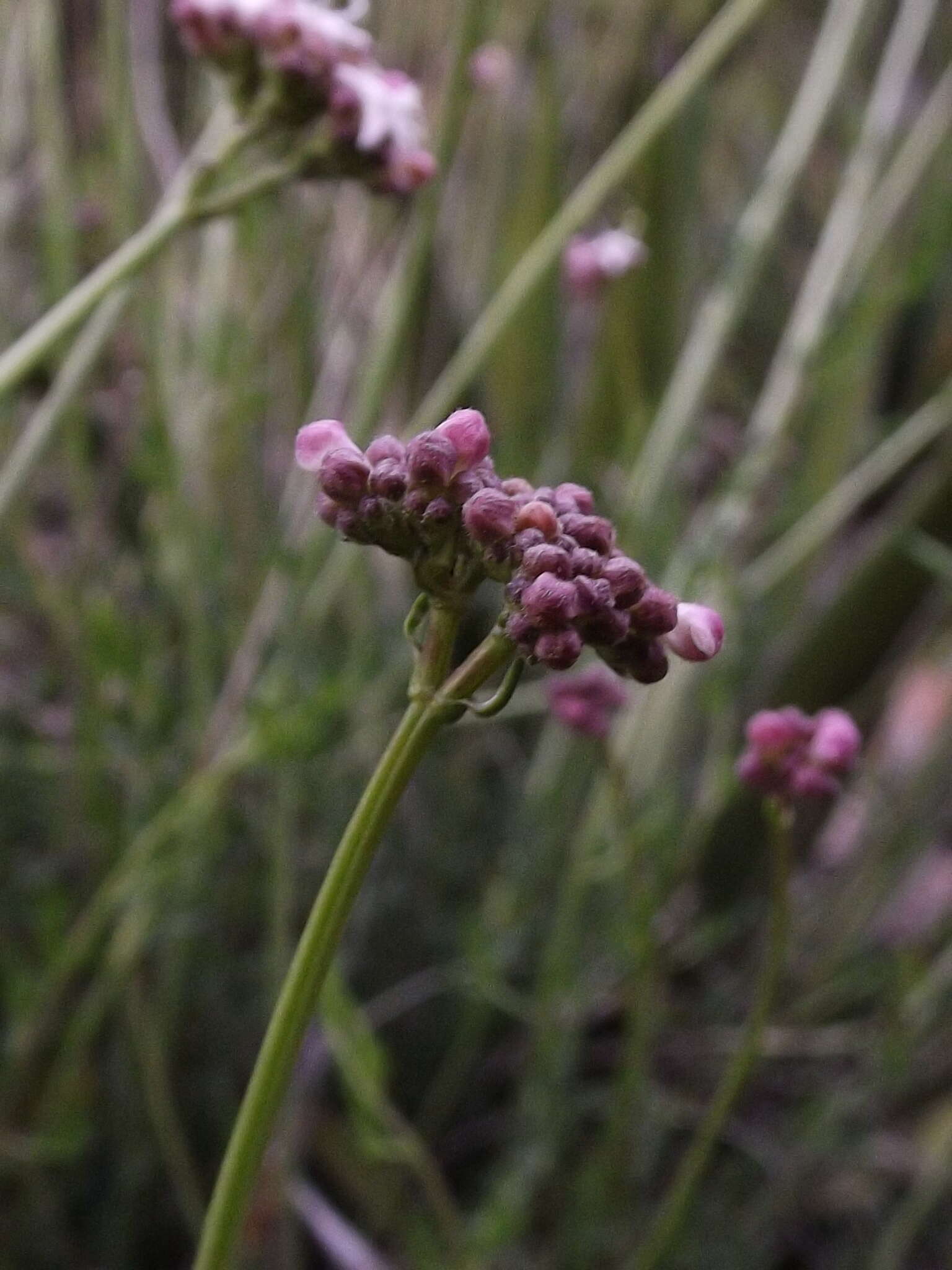 Imagem de Valeriana ceratophylla Kunth