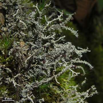 Image of snow lichen