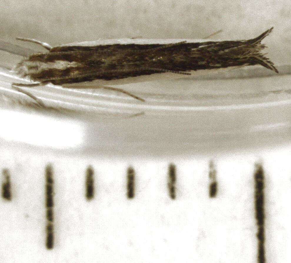 Image of Erechthias chionodira Meyrick 1880