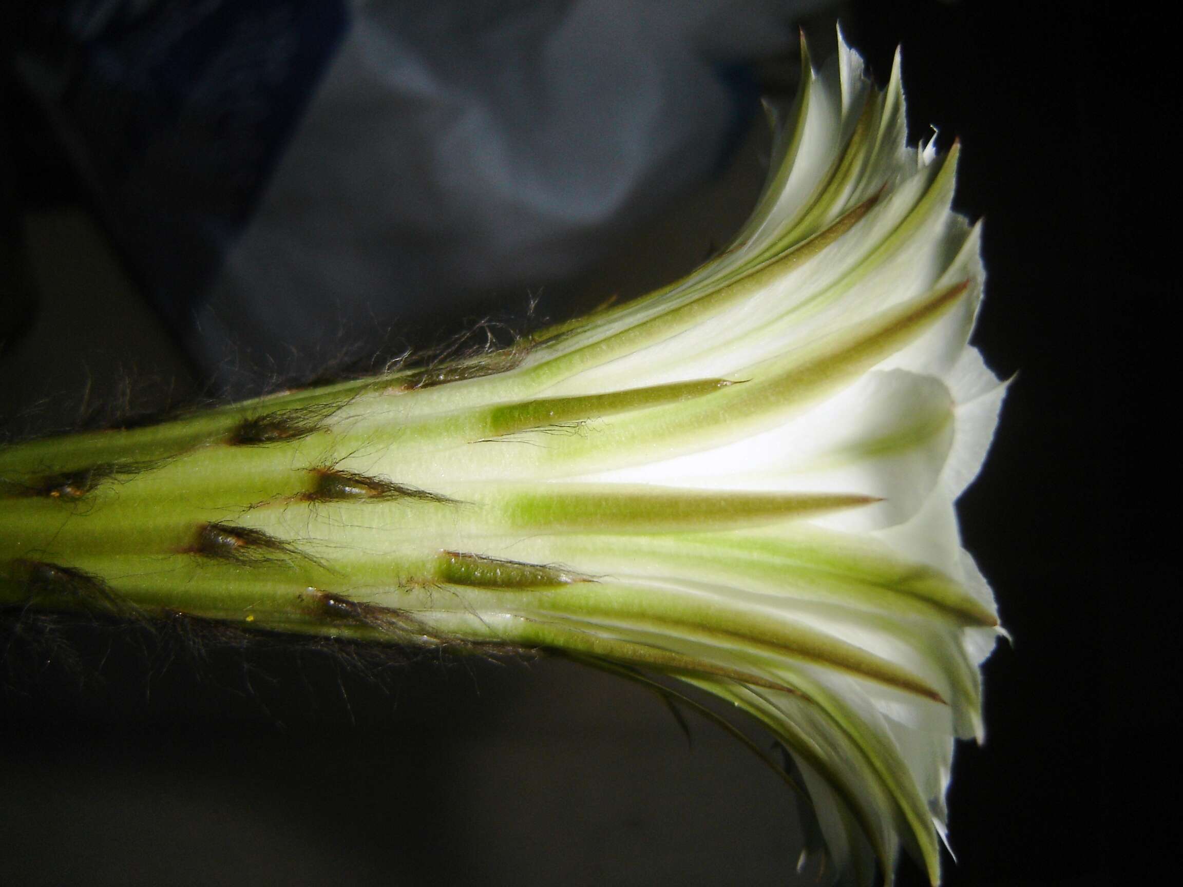 Image de Echinopsis oxygona