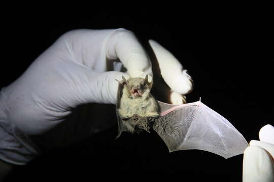 Image of Atacama Myotis