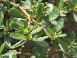 Image of common purslane