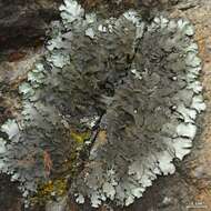 Image of Ruffle lichens