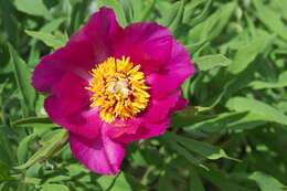 Image of Paeonia officinalis subsp. huthii A. Soldano