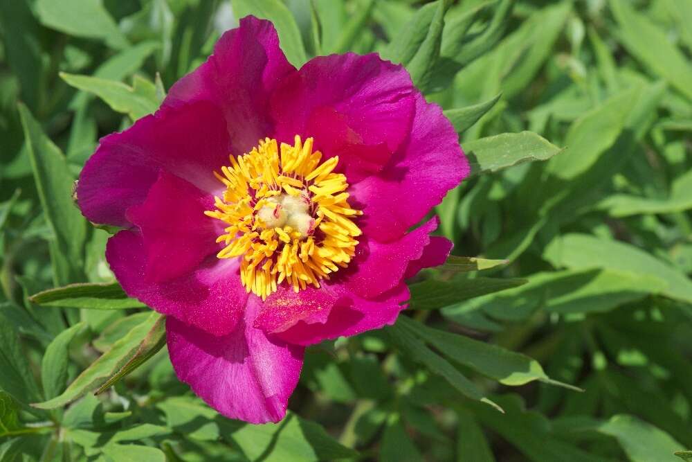 Image of Paeonia officinalis subsp. huthii A. Soldano