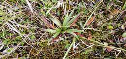 Image of Grass-Leaf Springbeauty