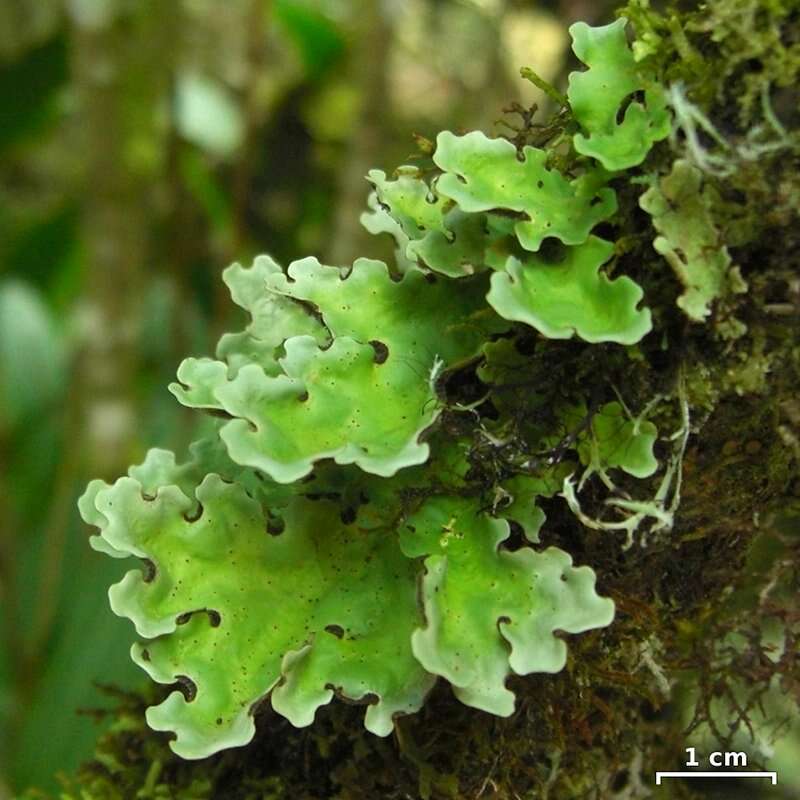 Image of lung lichen