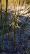 Image of Streaked leek orchid