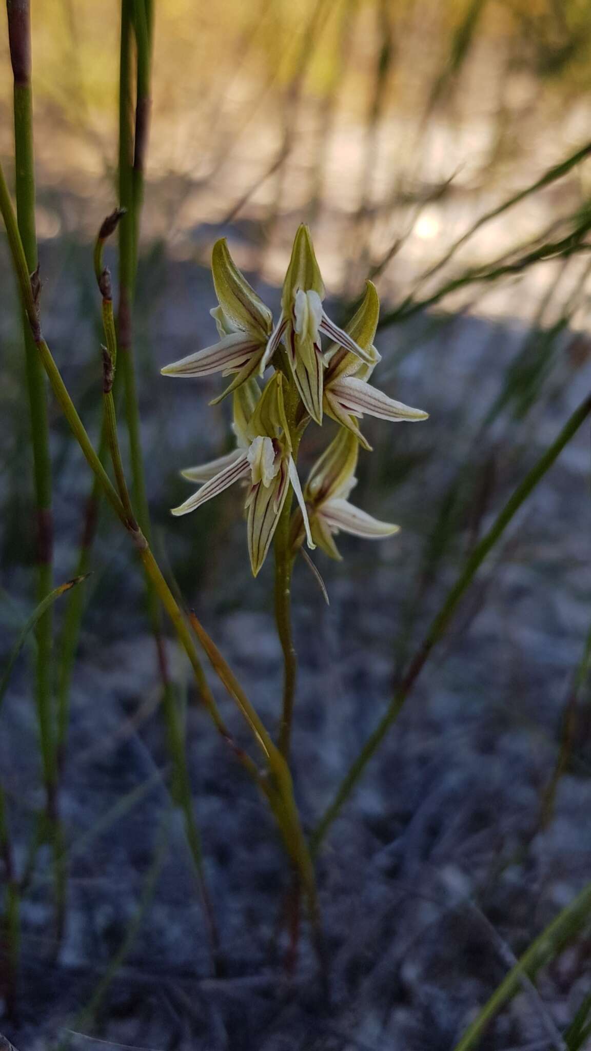 Image of Streaked leek orchid