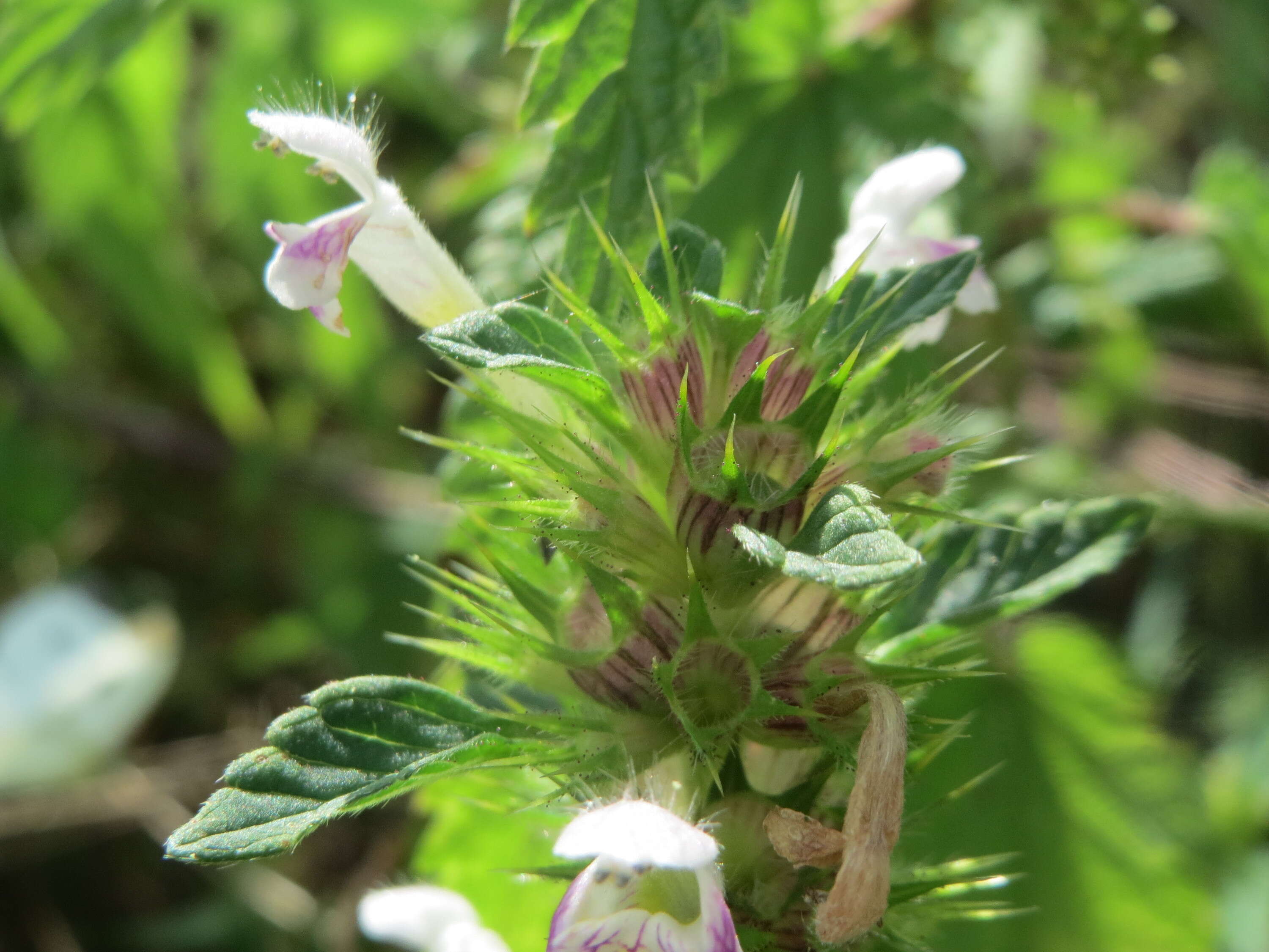 Image of Common hemp nettle