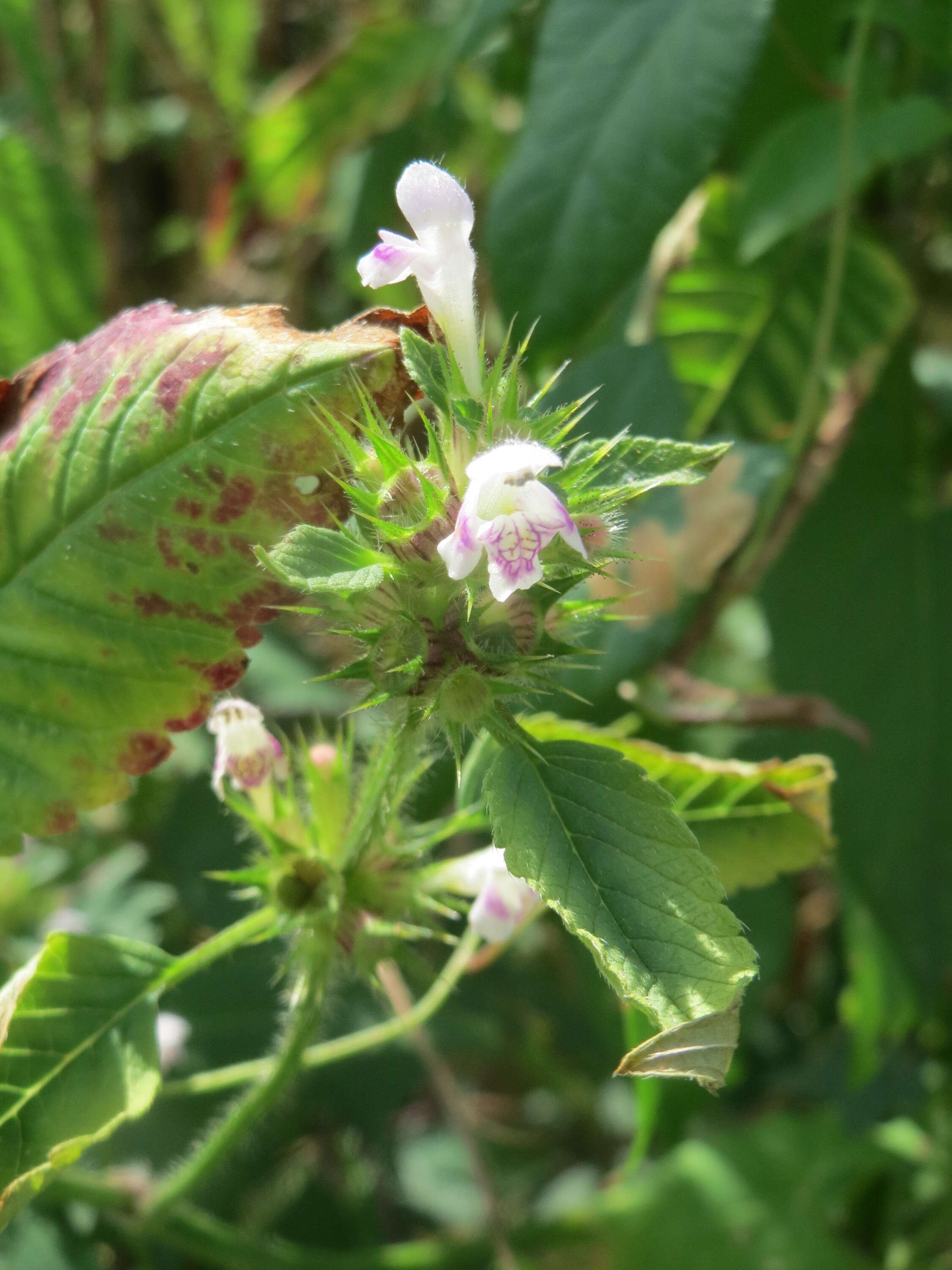 Image of Common hemp nettle