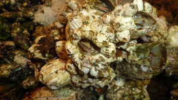 Image of giant barnacle